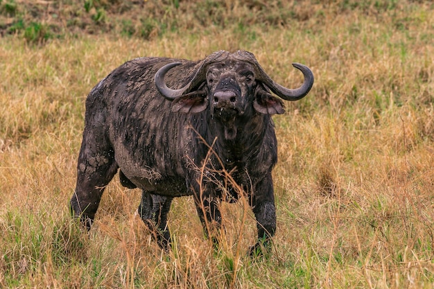 Foto búfalo no parque nacional de reserva de maasai mara, no vale do rift, no condado de narok, no quênia, na áfrica oriental