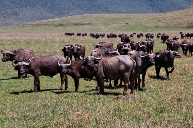 Búfalo no safari no Quênia e na Tanzânia, África