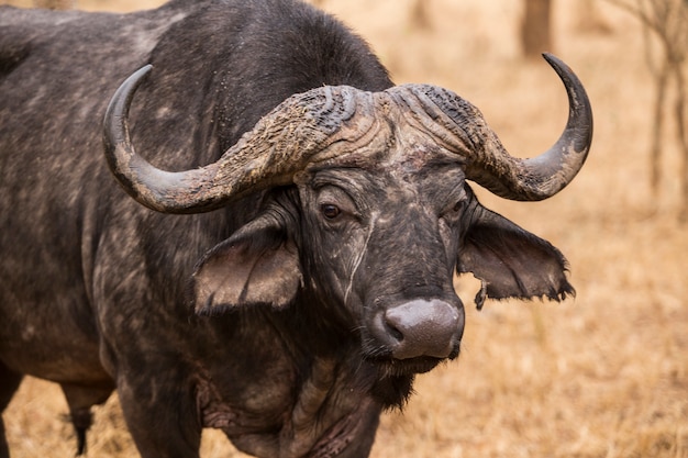 Bufalo nos arbustos. África do Sul.