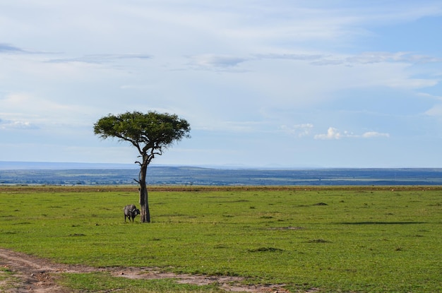 Búfalo preto na savana quênia áfrica