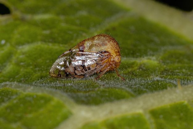 Búfalo saltamontes adulto de la tribu Ceresini