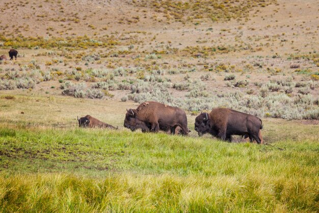 Búfalo salvaje en el Parque Nacional de Yellowstone, EE.