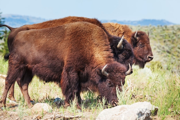 Búfalo salvaje en el Parque Nacional de Yellowstone, EE.