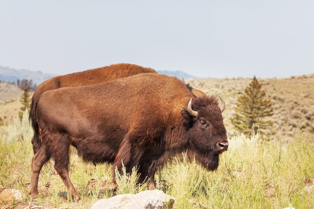 Búfalo salvaje en el Parque Nacional de Yellowstone, EE.