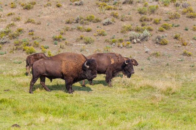 Búfalo salvaje en el Parque Nacional de Yellowstone, EE.