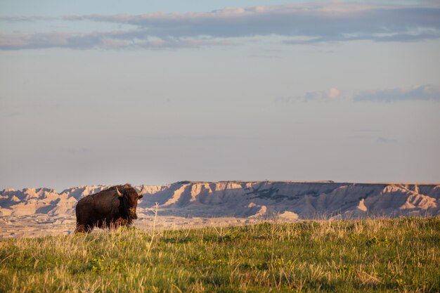 Búfalo salvaje en el Parque Nacional de Yellowstone, EE.