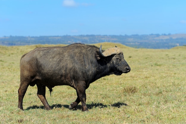 Búfalo selvagem africano. áfrica, quênia