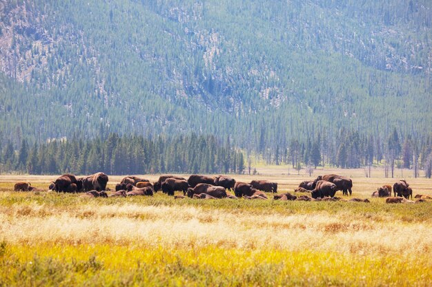 Búfalo selvagem no Parque Nacional de Yellowstone, EUA