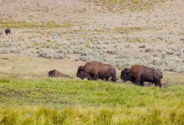 Búfalo selvagem no Parque Nacional de Yellowstone, EUA