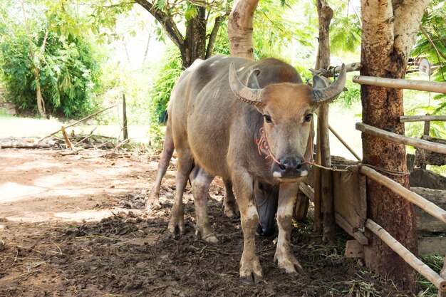 Búfalo Swamp em corral. Animal para ajuda no campo de arroz.