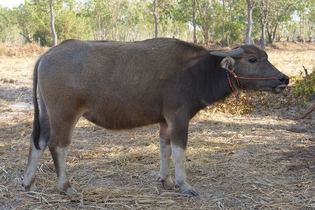 Búfalo tailandês andando e pastando nos campos de arroz