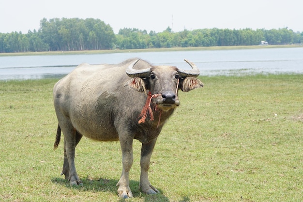 Búfalo tailandês caminha para comer grama em um campo amplo