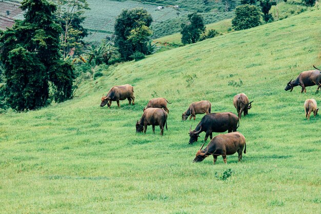 Búfalo tailandés en los campos de hierba verde