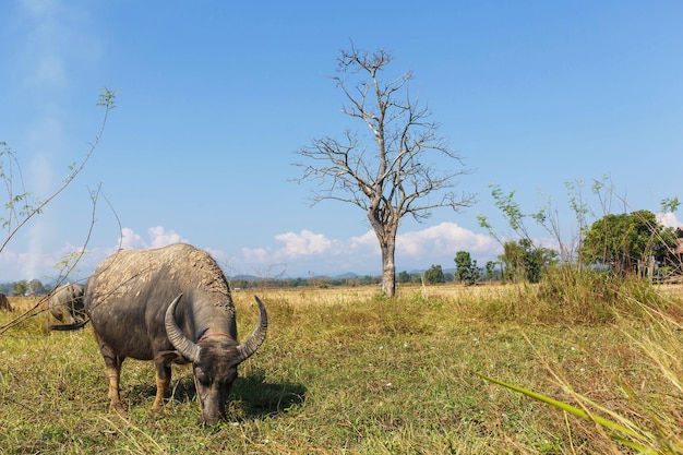 Búfalo tailandês comendo grama no campo