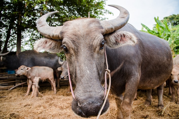 búfalo tailandés en la granja