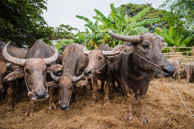 búfalo tailandês na fazenda