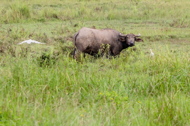 Búfalo tailandês no campo