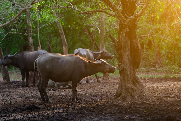 Búfalo de Tailandia