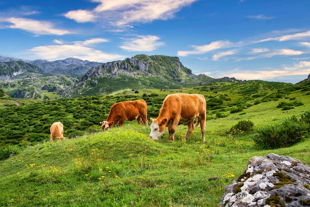 búfalo vaca