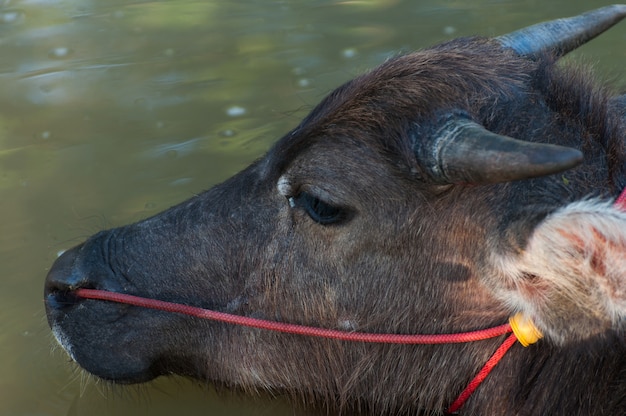 Búfalo