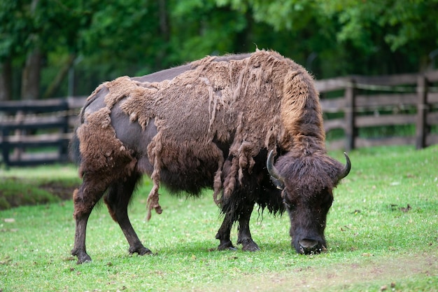 búfalo