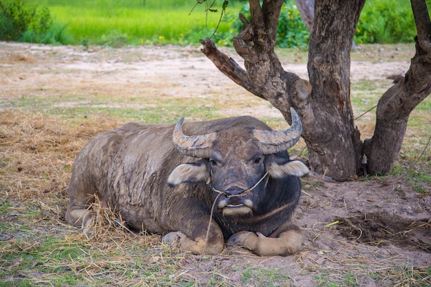 Búfalo