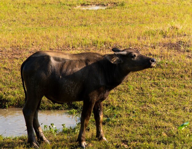 Búfalo