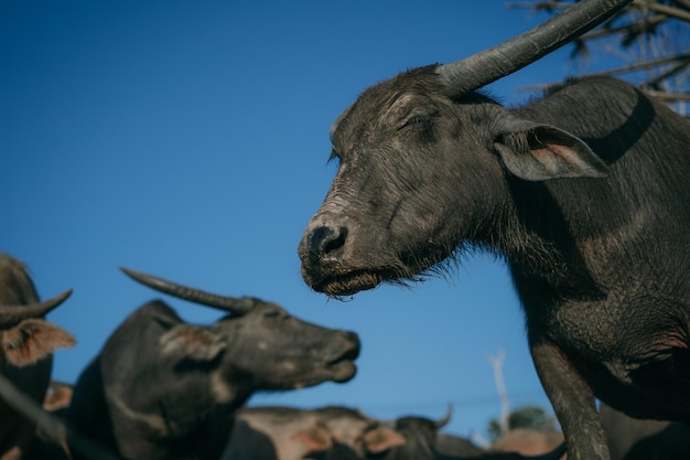 Búfalos à solta estão voltando para o estábulo de Buffalo