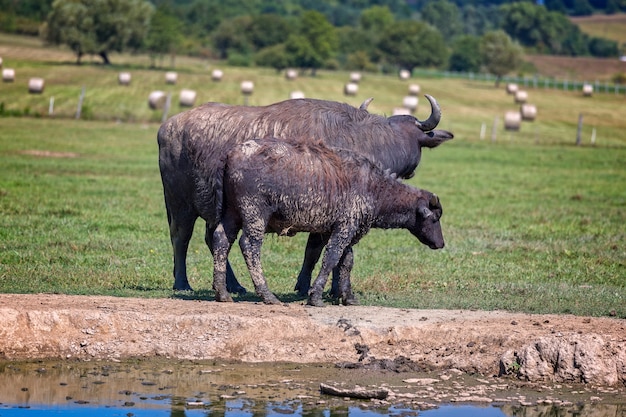 Foto búfalos de agua húngaros de pie en la pradera