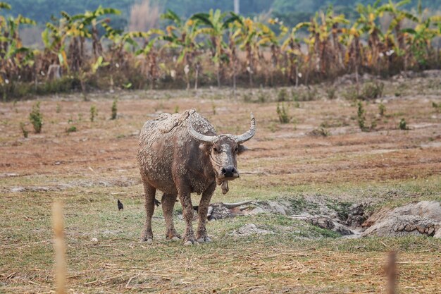 Los búfalos de agua que se colocan se relajan después de remojar el barro.