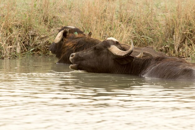 Búfalos de agua en el río