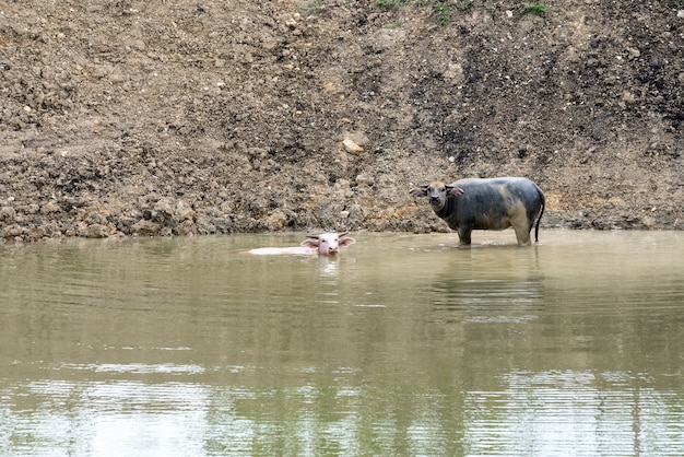 Búfalos en el agua