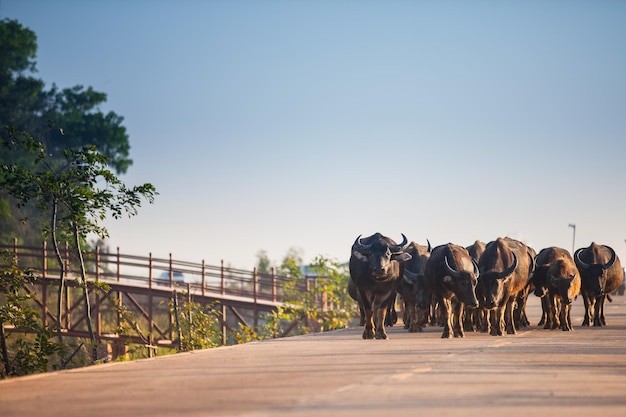 Búfalos andando em uma estrada na Tailândia rural