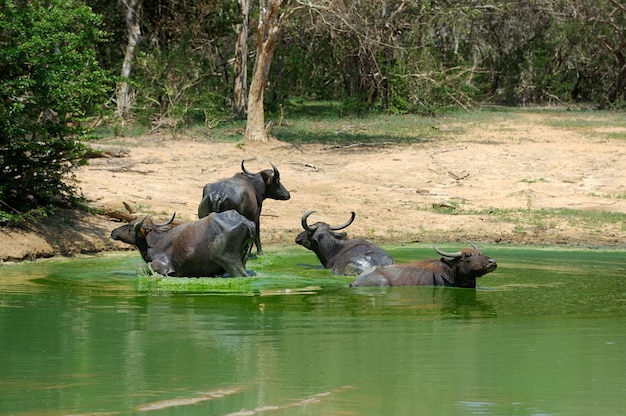 Foto búfalos aquáticos estão se banhando em um lago no sri lanka