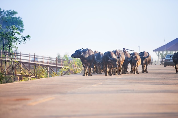 Búfalos caminando por una carretera en la zona rural de Tailandia