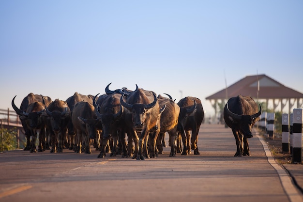 Búfalos caminando por una carretera en la zona rural de Tailandia