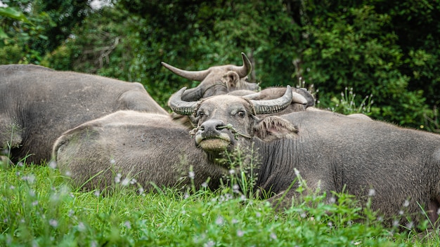 Búfalos en campo verde