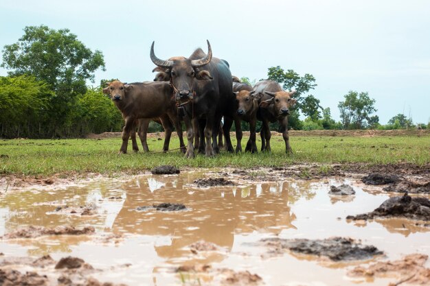 Búfalos da Tailândia no campo de arroz