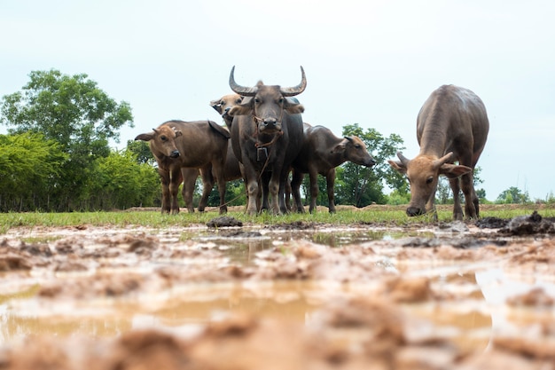 Búfalos da Tailândia no campo de arroz