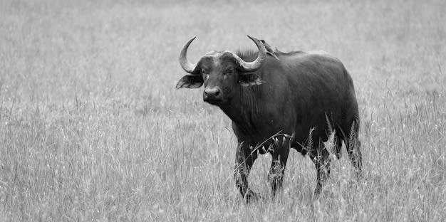 Búfalos estão parados na grama e pastando na savana