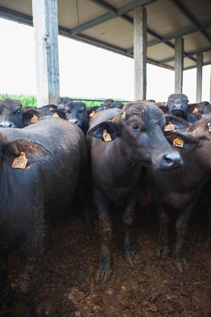 Búfalos italianos em pé n fábrica de queijo mussarela fazenda excelência alimentar conceito de produto de exportação