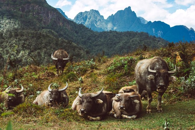 Búfalos naturaleza salvaje de Asia