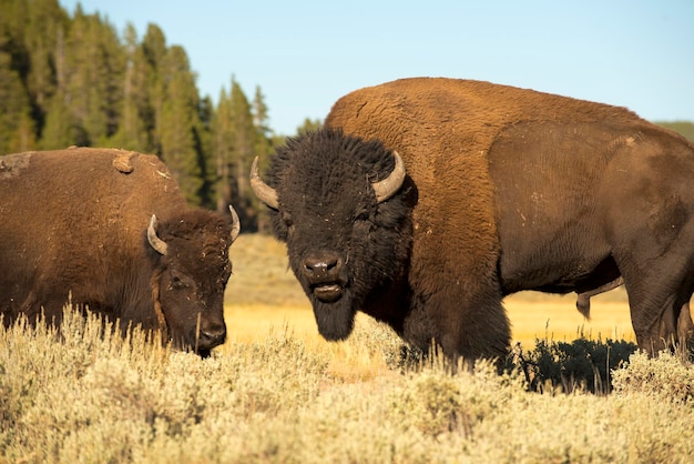 Búfalos no vale de Yellowstone Lamar durante o verão enquanto olham para você