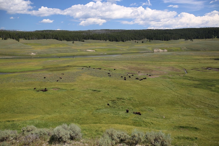 Foto los búfalos pastando en el parque nacional de yellowstone