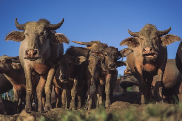 Foto los búfalos sueltos regresan al establo de buffalo