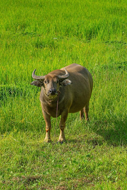 Los búfalos tailandeses han sido utilizados durante siglos por los campesinos para