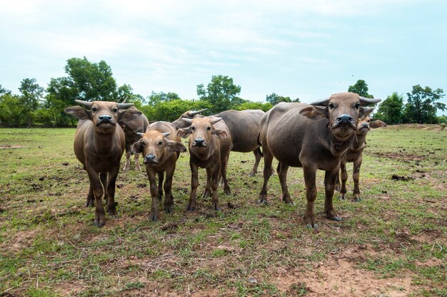 Búfalos de Tailandia en el campo de arroz