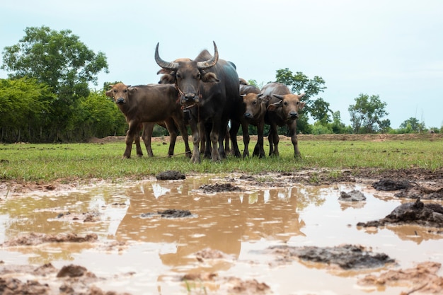 Búfalos de Tailandia en el campo de arroz