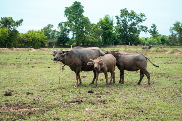 Búfalos de Tailandia en el campo de arroz