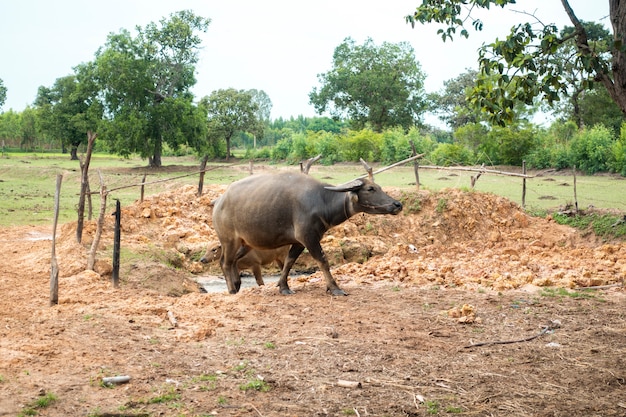 Búfalos de Tailandia en el campo de arroz